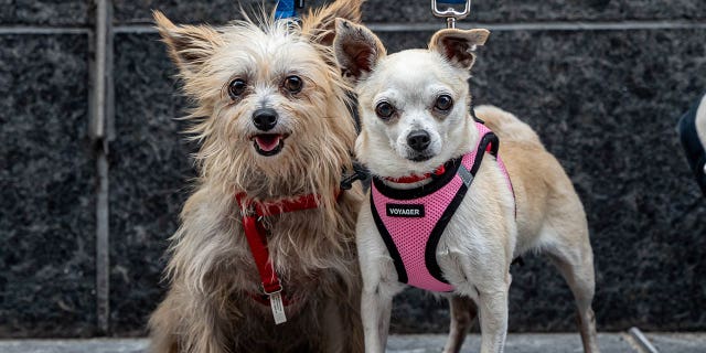 Bob the dog (on the left) is seen with his pal, Helen Parr, a Chihuahua.