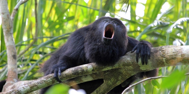 Low-angle photo of a howler monkey howling on a tree branch in Belize.