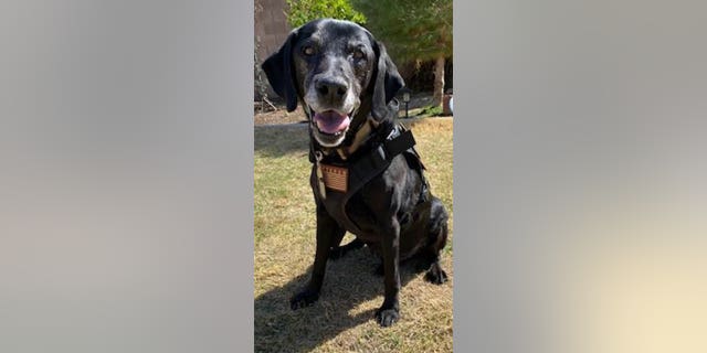 Iiken est le nominé Hero Dog de cette année dans la catégorie militaire.