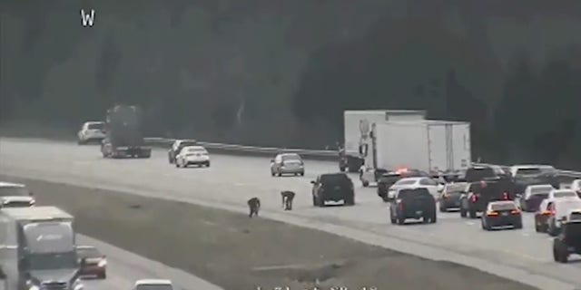 Video from the Ohio Department of Transportation shows law enforcement and others collecting cash that was strewn all over Interstate 71 in Warren County, Ohio.