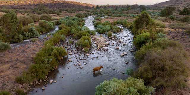 A cow crosses the Jordan River near Kibbutz Karkom in northern Israel on July 30, 2022. Israel and Jordan have signed a declaration of intent on Nov. 17, 2022, at the U.N. climate conference to conserve and protect the Jordan River.
