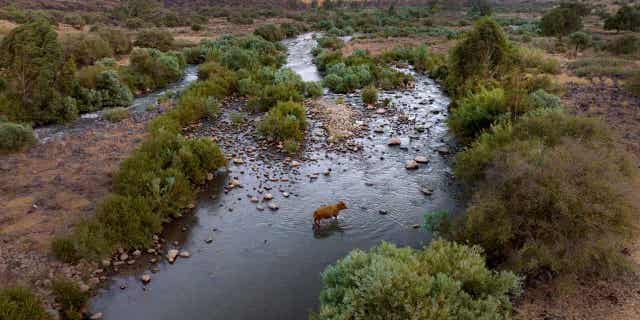 A cow crosses the Jordan River near Kibbutz Karkom in northern Israel on July 30, 2022. Israel and Jordan signed a declaration of intent on November 17, 2022 at the UN climate conference to conserve and protect the Jordan River. .