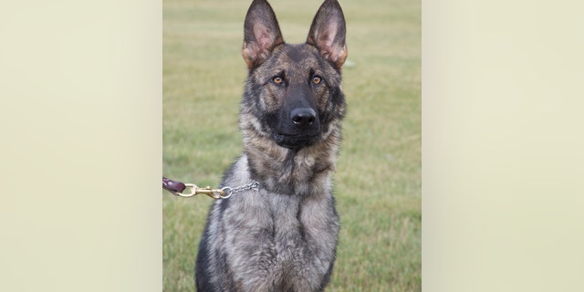 K-9 Loki helped track down the 80-year-old hunter, Michigan State police said.