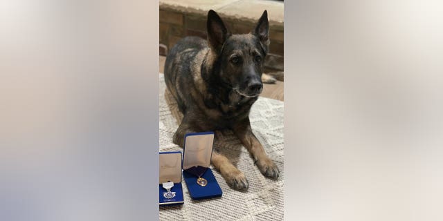 K9 Riggs est un candidat Hero Dog dans la catégorie Law Enforcement & Detection.