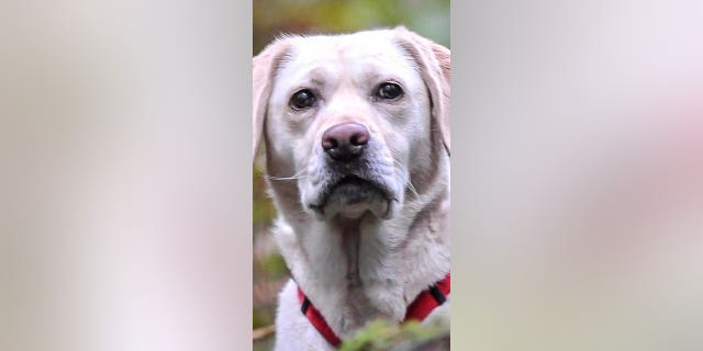 Keb est candidat Hero Dog dans la catégorie Recherche et sauvetage. 