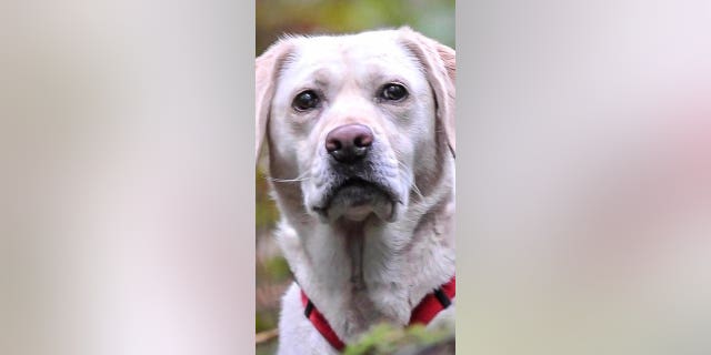 Keb est candidat Hero Dog dans la catégorie Recherche et sauvetage.