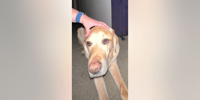 Kenley est originaire d'Austin, au Texas, et est le nominé Hero Dog de cette année dans la catégorie Guide/Hearing.
