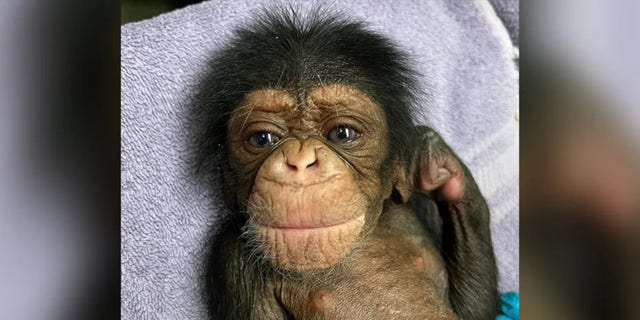 Kucheza was the Sedgewick County Zoo's newborn male chimpanzee.