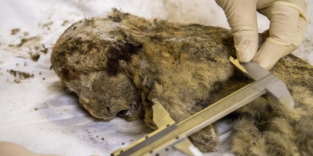 Valery Plotnikov, a palaeontologist at the Yakutia Academy of Sciences, studies a rare prehistoric cave lion cub on November 28, 2018. 