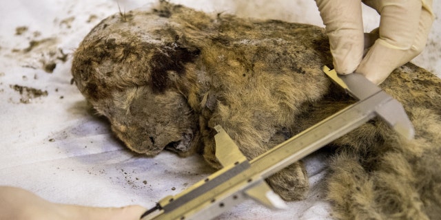 Valery Plotnikov, a palaeontologist at the Yakutia Academy of Sciences, studies a rare prehistoric cave lion cub on November 28, 2018. 