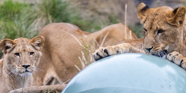 Lion cubs play with balance balls during their first birthday celebration at Taronga Zoo on August 12, 2022, in Sydney, Australia.