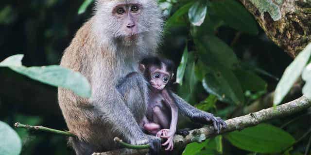Long-tailed macaques are pictured outside Singapore's Thomson Nature Park on July 20, 2022. Eight people were charged with smuggling endangered monkeys for breeding purposes. The group was accused of illegally purchasing wild long-tailed macaques for their business.