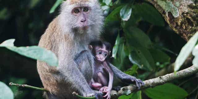 Long-tailed macaques are pictured outside Singapore's Thomson Nature Park on July 20, 2022. Eight people were charged with smuggling endangered monkeys for breeding purposes. The group was accused of illegally purchasing wild long-tailed macaques for their business.