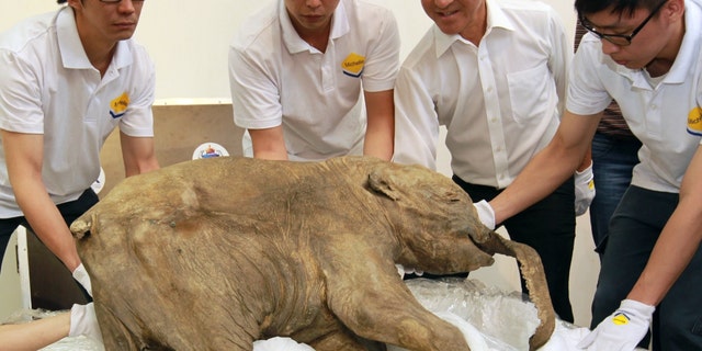 The body of a frozen baby mammoth which was buried in permafrost of the Yamal Peninsula, Siberia for 40,000 years is unveiled in Chai Wan. 