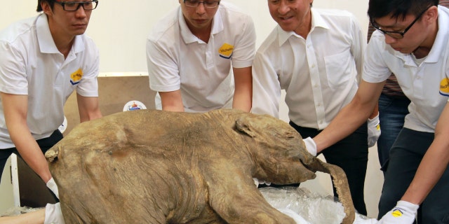 The body of a frozen baby mammoth which was buried in permafrost of the Yamal Peninsula, Siberia for 40,000 years is unveiled in Chai Wan. 