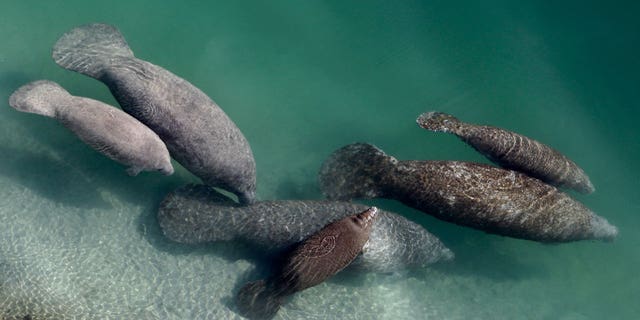 A group of manatees is pictured in a canal where discharge from a nearby Florida Power &amp; Light plant warms the water in Fort Lauderdale, FL, on Dec. 28, 2010.