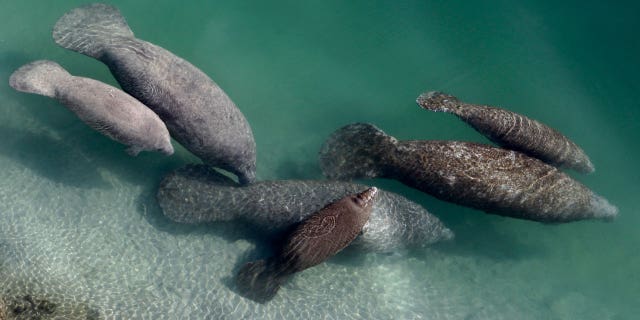 A group of manatees are shown in a canal where discharge from a nearby Florida Power & Light plant heats the water in Fort Lauderdale, FL on December 28, 2010.