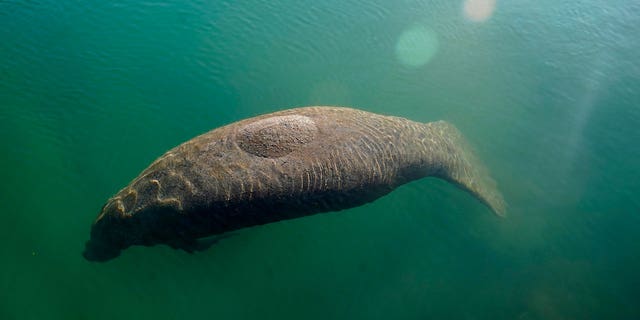 A manatee floats in the warm water of a Florida Power &amp; Light discharge canal, on Jan. 31, 2022, in Fort Lauderdale, FL.