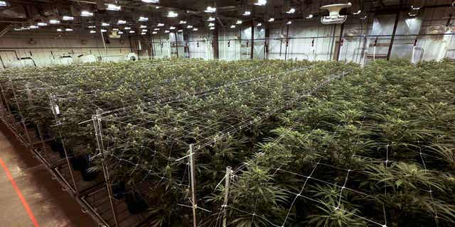 Cannabis plants grow in Jackson, Michigan. Voters in North Dakota and Arkansas have struck down a proposal to legalize recreational marijuana in this year's elections.
