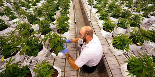 Jeremy Baldwin marks young cannabis plants at a marijuana farm operated by Greenlight.