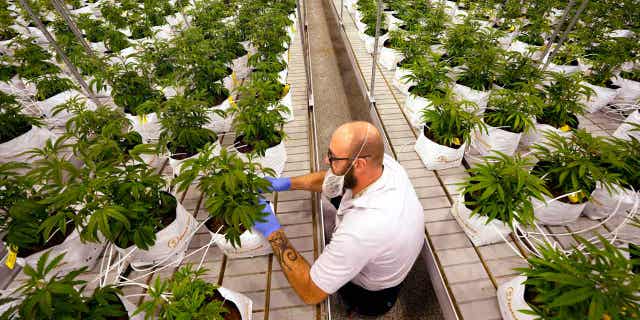 Jeremy Baldwin tags young cannabis plants at a marijuana farm operated by Greenlight.