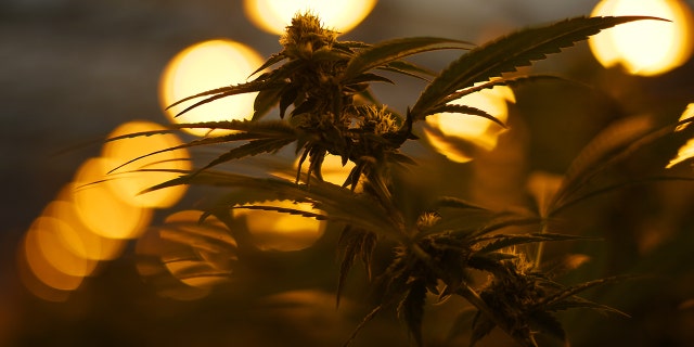 Cannabis grows under lights in the greenhouses in Oklahoma.
