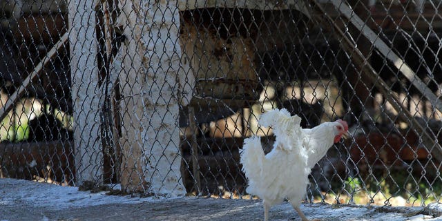 Pictured: A Chicken walking in a farm under quarantine in Acatic Jalisco State, Mexico on Feb. 26, 2013. 