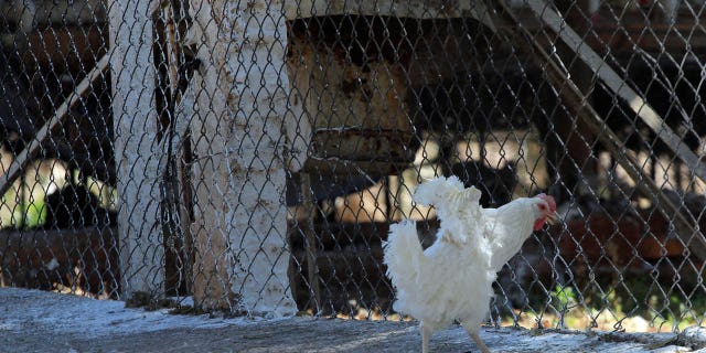 Pictured: A Chicken walking in a farm under quarantine in Acatic Jalisco State, Mexico on Feb. 26, 2013. 