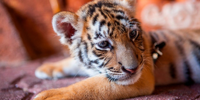 A captive baby tiger in Playa Del Carmen, Quintana Roo, Mexico. A nonprofit recently filed a complaint alleging that Mexican authorities are ignoring illegal wildlife trafficking.