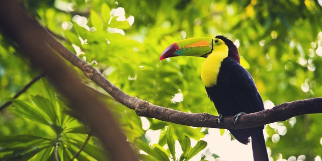 Stock image of a keel-billed toucan in Mexico.