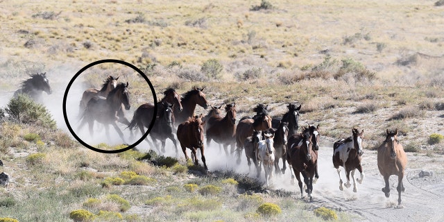 Mongo, one of the outliers in the pack, is shown as he's brought in for the gather on Dugway Proving Ground on Sept. 25, 2022.