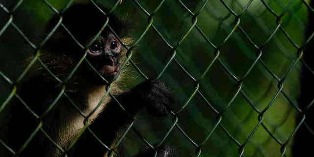 A monkey looks out from its cage at a Ministry of Environment rehabilitation center in Panama City, on Sept. 23, 2022. Panamanian authorities are trying to raise awareness about the dangers of humans keeping wild animals in their homes. 