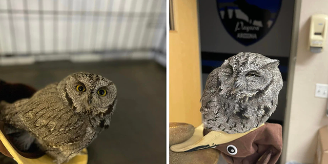 Arizona police officers said they pulled a man over and found a live owl in the car with him.