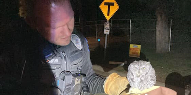 Payson police said on Facebook that officers pulled over a man for a possible DUI and, to their surprise, found a live owl beside him in the car.