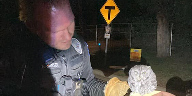Payson police said on Facebook that officers pulled over a man for a possible DUI and, to their surprise, found a live owl beside him in the car.