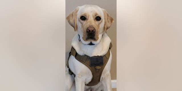 Recon of Suffolk, Virginie, est le nominé Hero Dog dans la catégorie Service cette année.