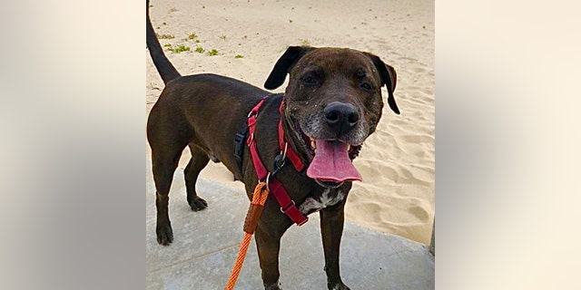 Rex, a senior dog in Los Angeles, goes for a walk.