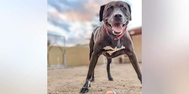 Rex plays with a ball outside.