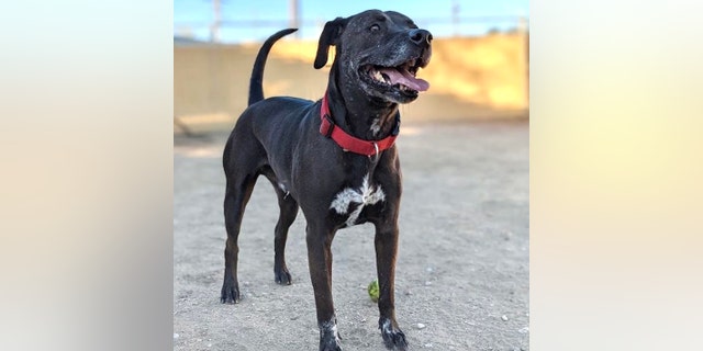 Rex está disponível para adoção na Best Friends Animal Society em Los Angeles.