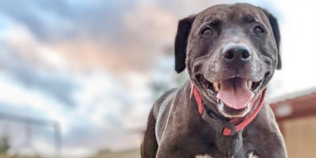 Rex, a senior dog, is up for adoption — and very much hoping to find a forever family at last.