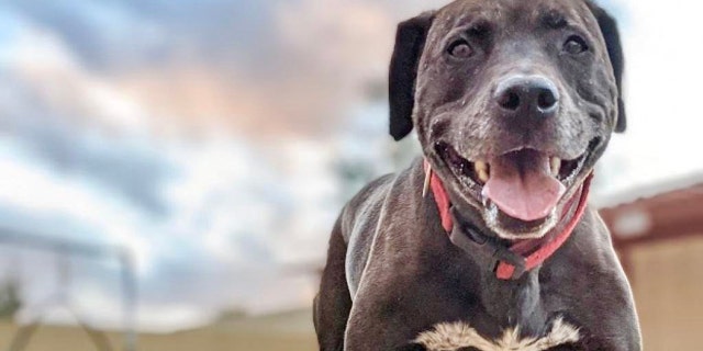 Rex, a senior dog, is up for adoption — and very much hoping to find a forever family at last.