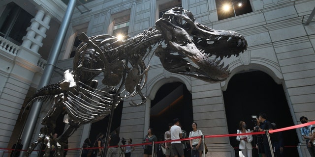 Visitors look at the skeleton of a T-Rex named Shen at the Victoria Theater and Concert Hall in Singapore on October 28, 2022.