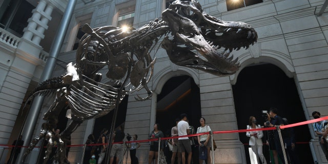 Visitors look at the skeleton of a T-Rex named Shen at the Victoria Theater and Concert Hall in Singapore on October 28, 2022.