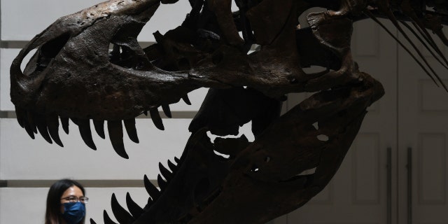 A visitor looks at the skeleton of a T-Rex named Shen at the Victoria Theater and Concert Hall in Singapore on October 28, 2022.
