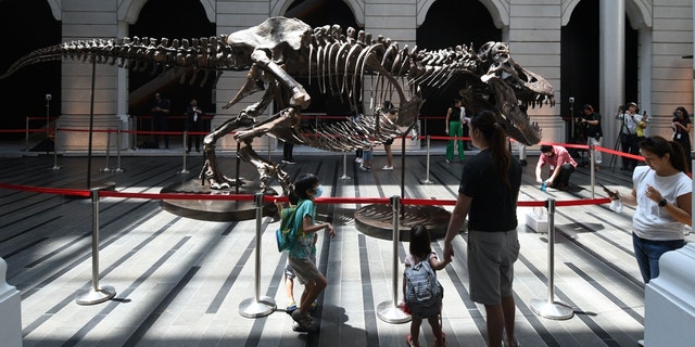Visitors look at a skeleton of a T-Rex named Shen at the Victoria Theater and Concert Hall in Singapore on October 28, 2022.