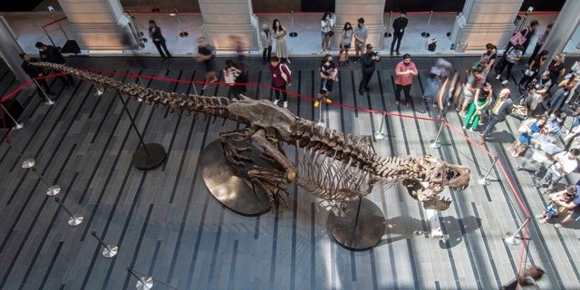 Visitors look at the skeleton of a Tyrannosaurus rex named Shen at the Victoria Theatre and Concert Hall in Singapore Oct. 28, 2022. 