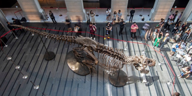 Visitors look at the skeleton of a T-Rex named Shen at the Victoria Theater and Concert Hall in Singapore on October 28, 2022.