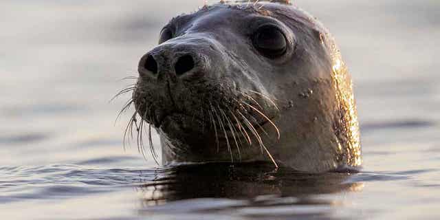 A harbor seal looks around Casco Bay on July 30, 2020 in Portland, Maine.  A research team developed SealNet, a facial recognition database of seal faces created by photographing dozens of harbor seals in Maine. 
