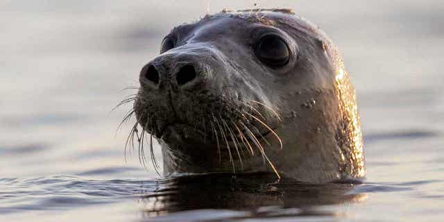 A harbor seal looks around in Casco Bay on July 30, 2020, in Portland, Maine. A research team developed SealNet, a facial recognition database of seal faces created by taking pictures of dozens of harbor seals in Maine.