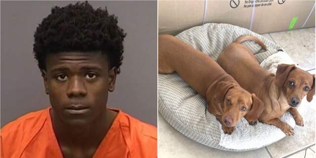 Jayden Harris, 17, was arrested for allegedly shooting and killing two dogs during an attempted burglary.